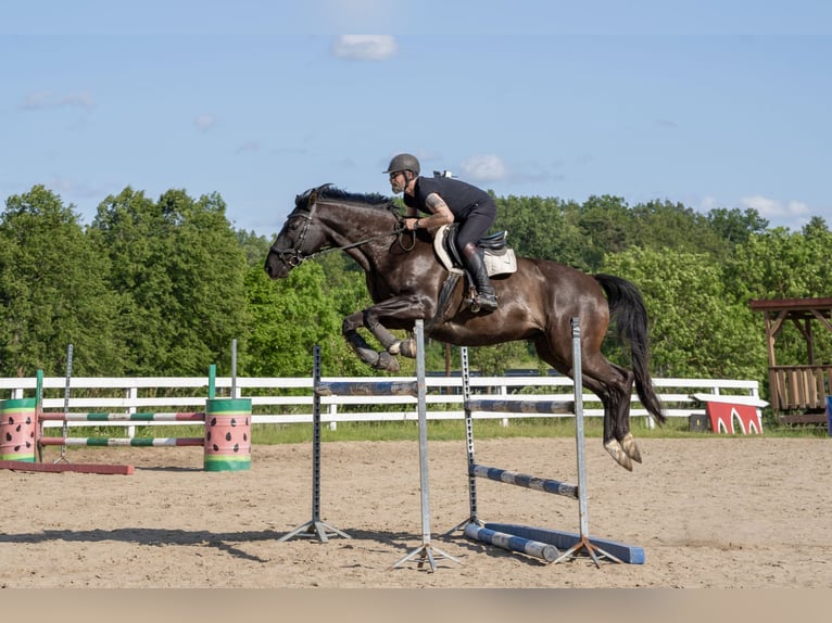 Polnisches Warmblut Wallach 9 Jahre 165 cm Rappe in Olsztyn