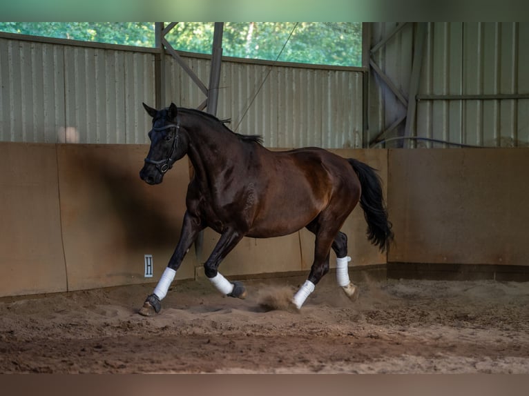 Polnisches Warmblut Wallach 9 Jahre 165 cm Rappe in Olsztyn