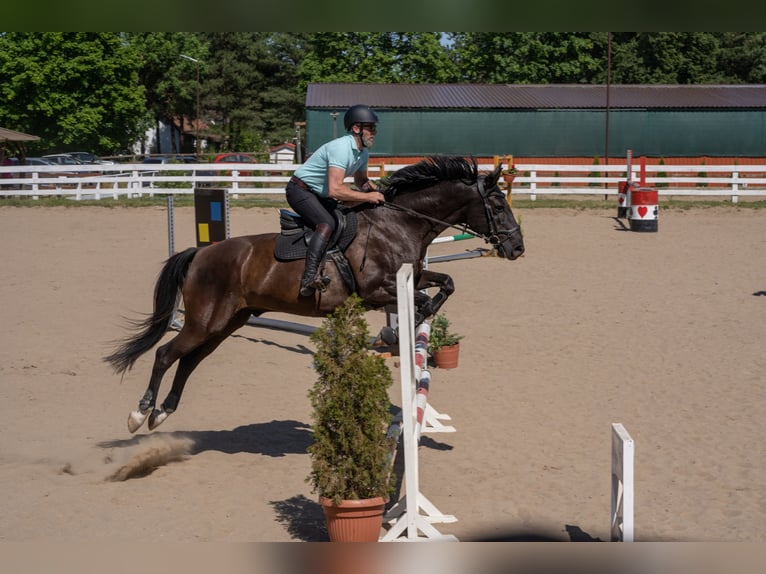 Polnisches Warmblut Wallach 9 Jahre 165 cm Rappe in Olsztyn