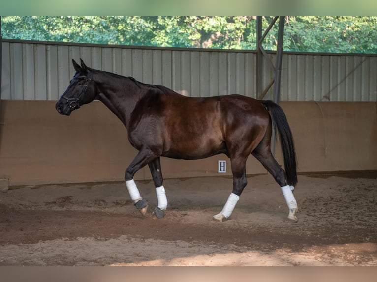 Polnisches Warmblut Wallach 9 Jahre 165 cm Rappe in Olsztyn