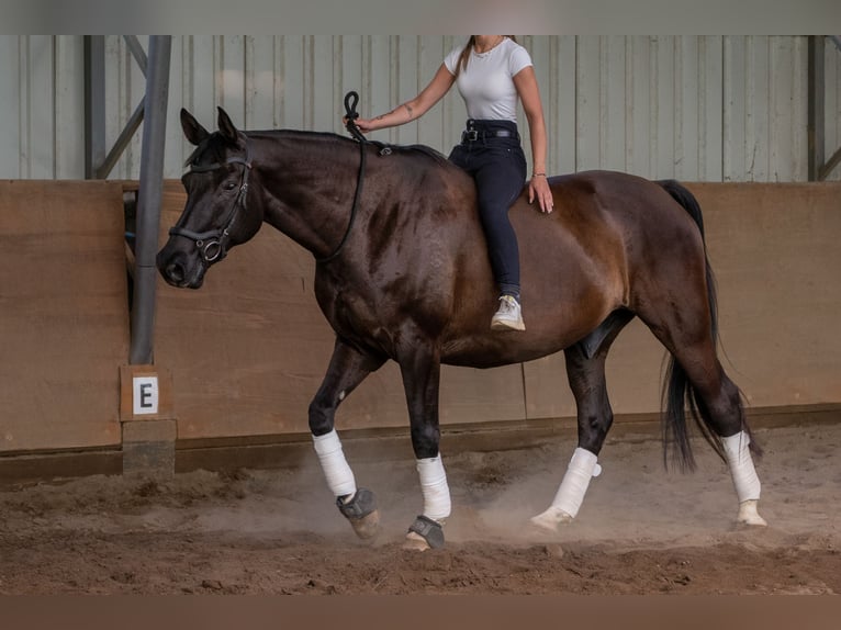 Polnisches Warmblut Wallach 9 Jahre 165 cm Rappe in Olsztyn