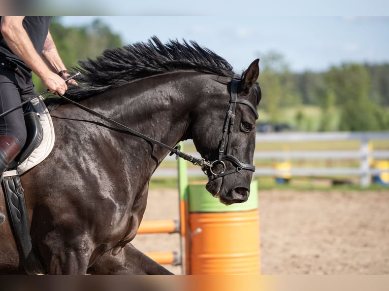 Polnisches Warmblut Wallach 9 Jahre 165 cm Rappe in Olsztyn