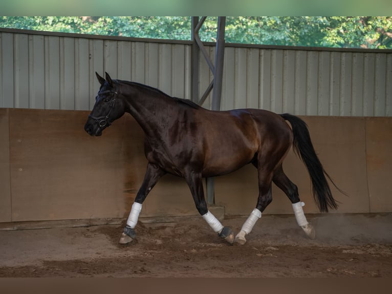 Polnisches Warmblut Wallach 9 Jahre 165 cm Rappe in Olsztyn