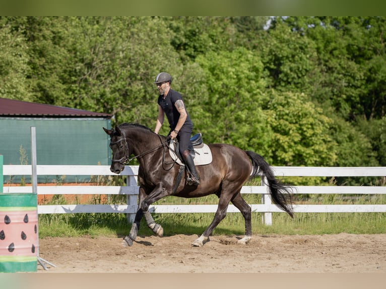 Polnisches Warmblut Wallach 9 Jahre 165 cm Rappe in Olsztyn