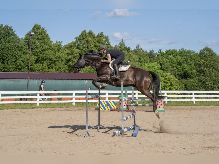 Polnisches Warmblut Wallach 9 Jahre 165 cm Rappe in Olsztyn