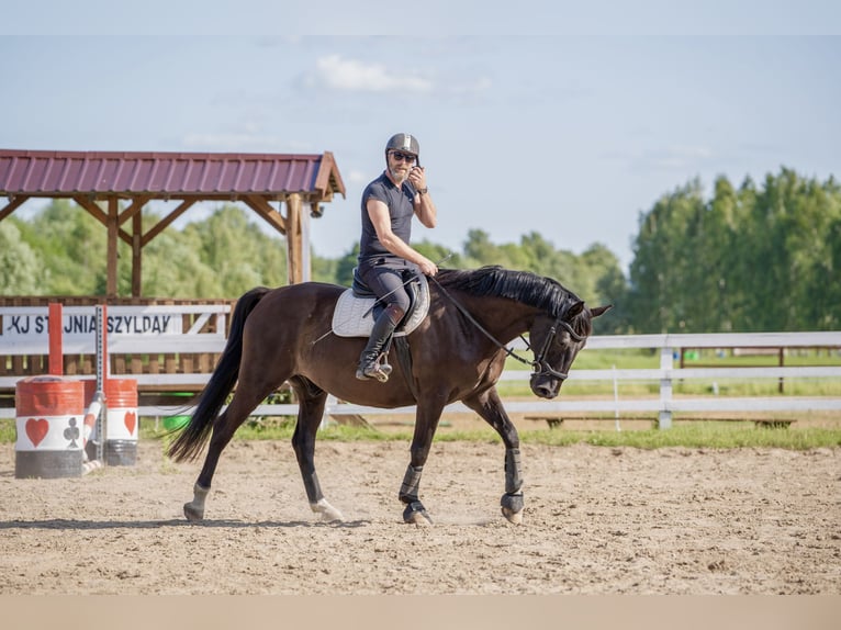 Polnisches Warmblut Wallach 9 Jahre 165 cm Rappe in Olsztyn
