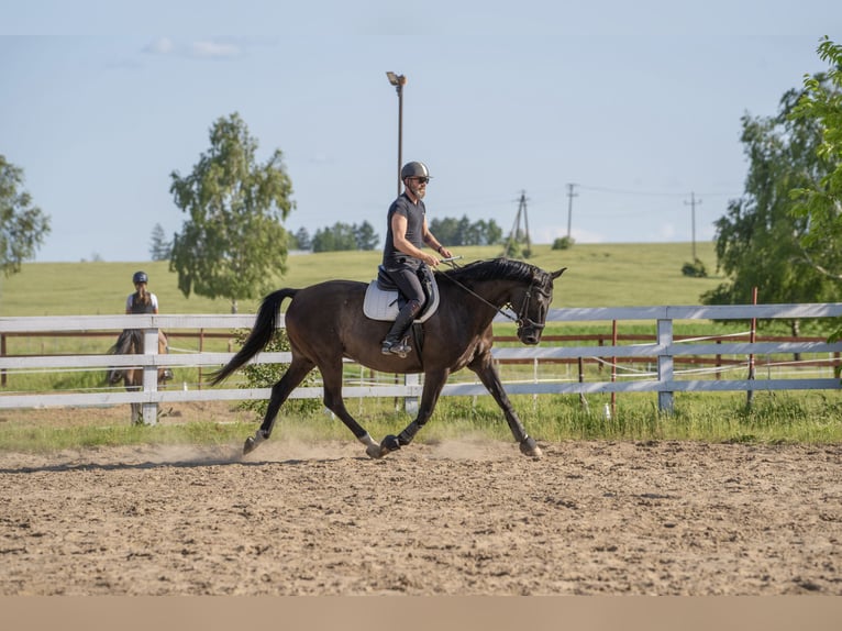 Polnisches Warmblut Wallach 9 Jahre 165 cm Rappe in Olsztyn