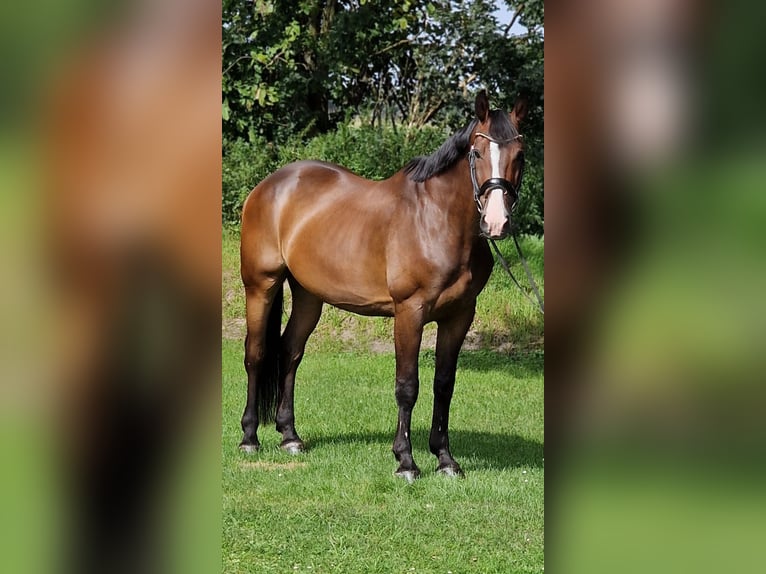 Polnisches Warmblut Wallach 9 Jahre 168 cm Brauner in Warendorf