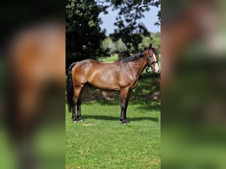 Polnisches Warmblut Wallach 9 Jahre 168 cm Brauner in Warendorf