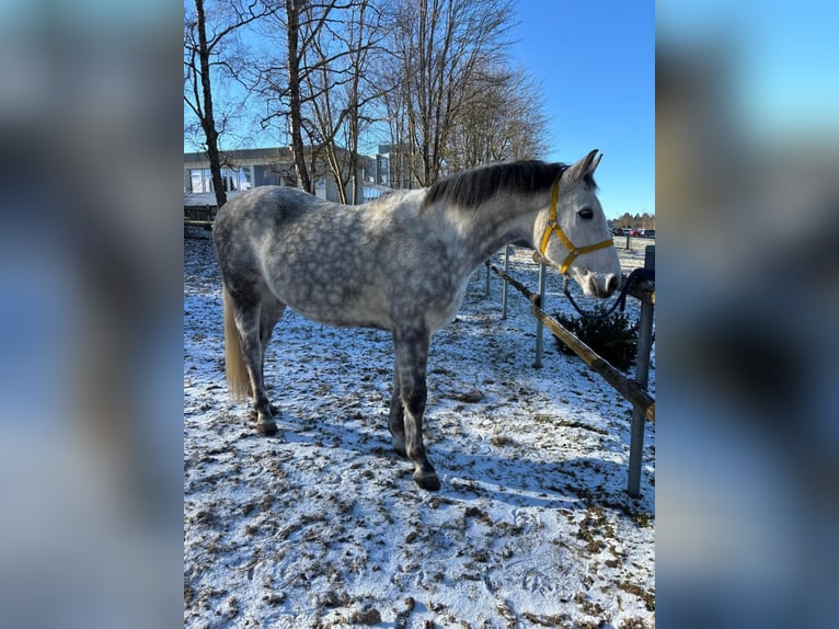 Polnisches Warmblut Wallach 9 Jahre 168 cm Schimmel in Villingen-Schwenningen