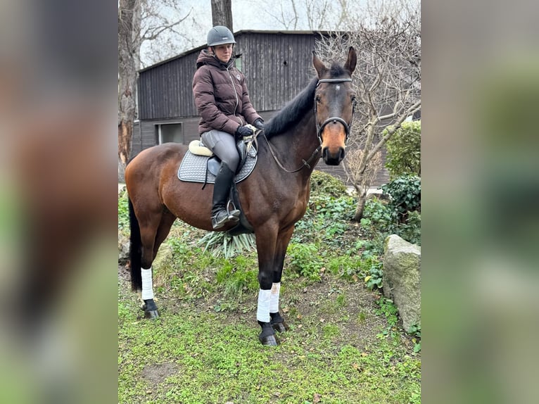 Polnisches Warmblut Wallach 9 Jahre 169 cm Brauner in Wien