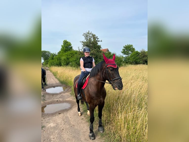 Polnisches Warmblut Wallach 9 Jahre 170 cm Rappe in Heideland