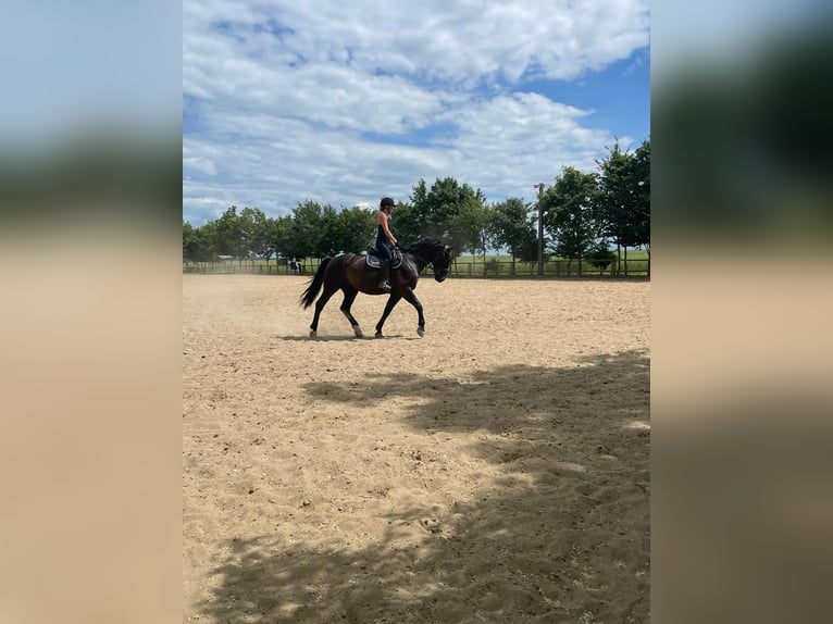 Polnisches Warmblut Wallach 9 Jahre 170 cm Rappe in Heideland