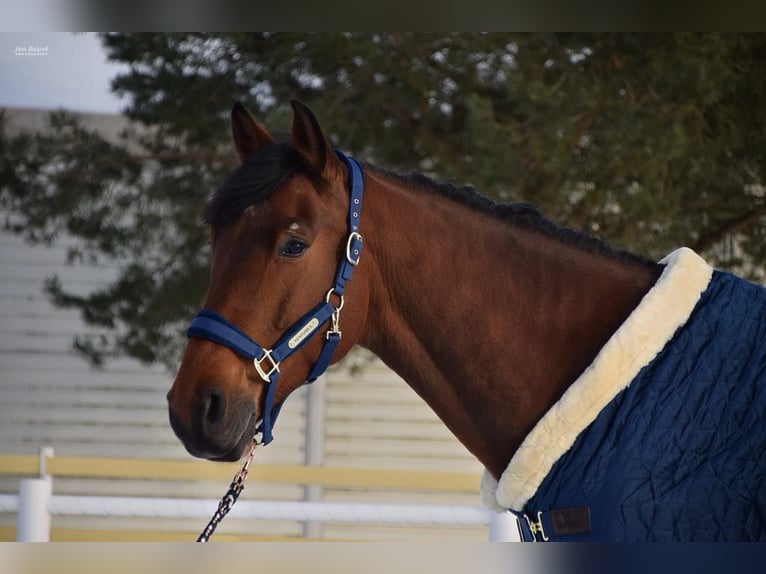 Polnisches Warmblut Wallach 9 Jahre 170 cm Rotbrauner in Szemud