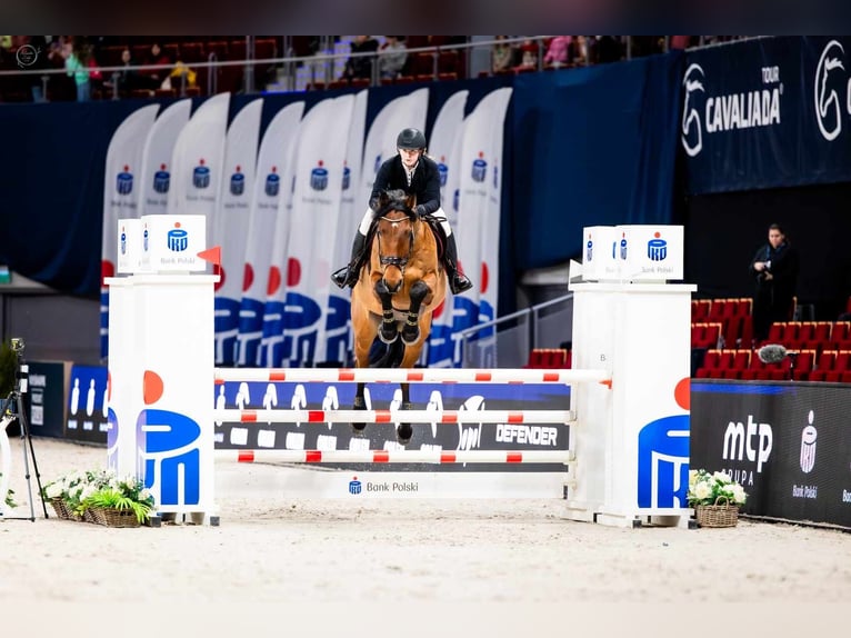 Polnisches Warmblut Wallach 9 Jahre 170 cm Rotbrauner in Szemud