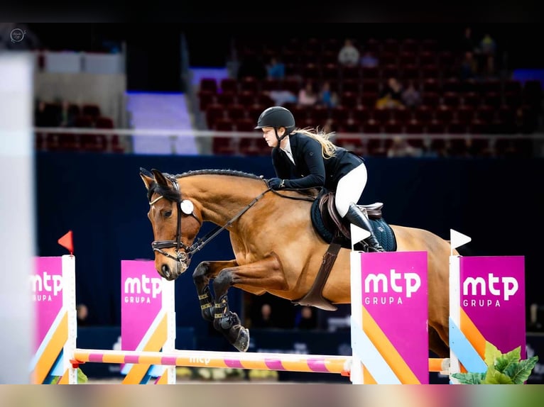 Polnisches Warmblut Wallach 9 Jahre 170 cm Rotbrauner in Szemud