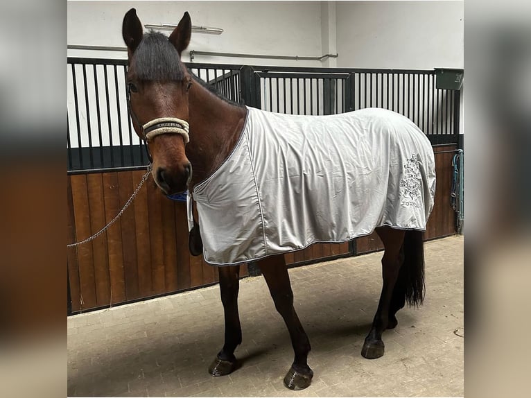 Polnisches Warmblut Wallach 9 Jahre 170 cm Rotbrauner in Szemud