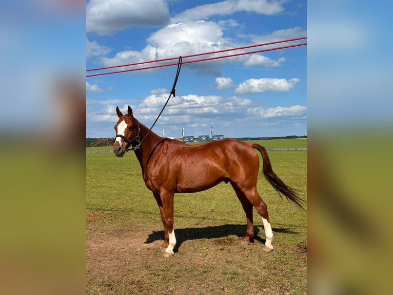 Polo Pony Gelding 13 years 15.1 hh Chestnut-Red in Salgen