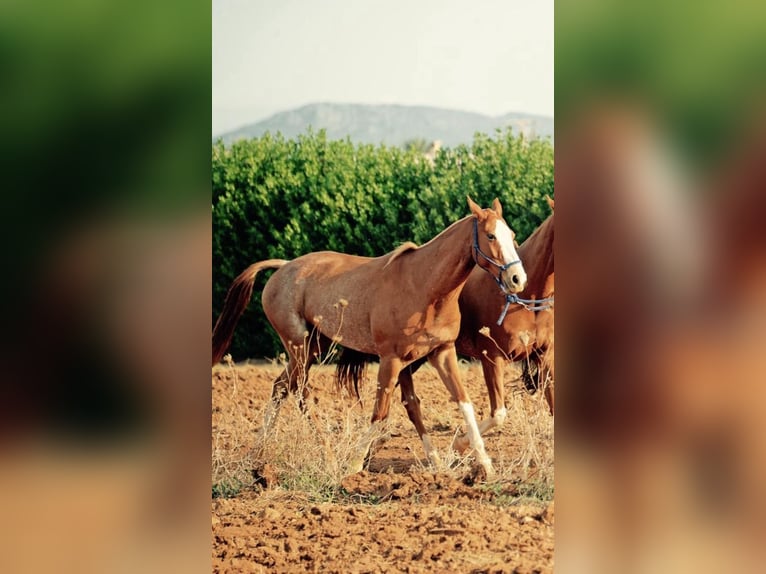 Polo Pony Gelding 13 years 15.1 hh  in Kolbermoor