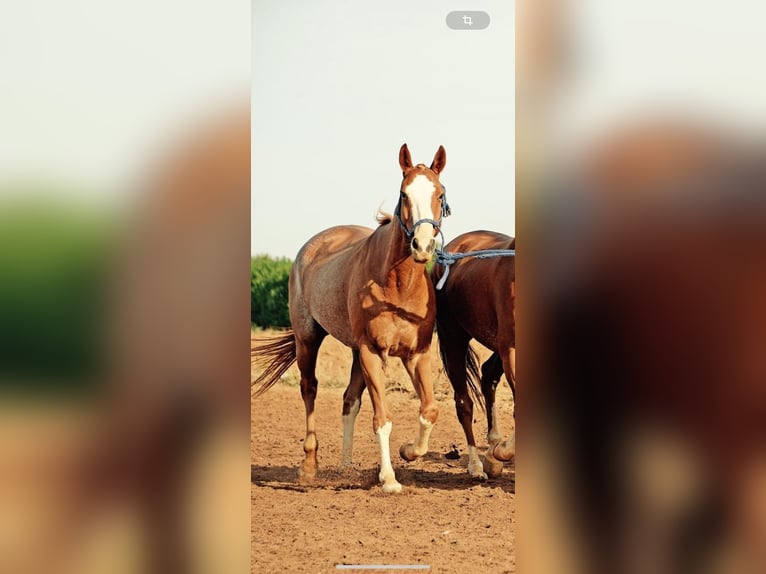 Polo Pony Gelding 13 years 15.1 hh  in Kolbermoor