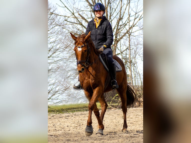 Polo Pony Gelding 13 years 15,2 hh Chestnut-Red in Traunstein