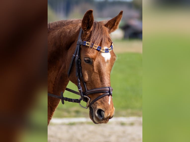 Polo Pony Gelding 13 years 15,2 hh Chestnut-Red in Traunstein