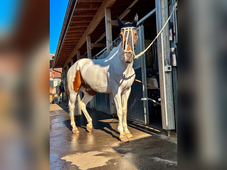 Polo Pony Mix Gelding 13 years 15,1 hh Pinto in Seuzach