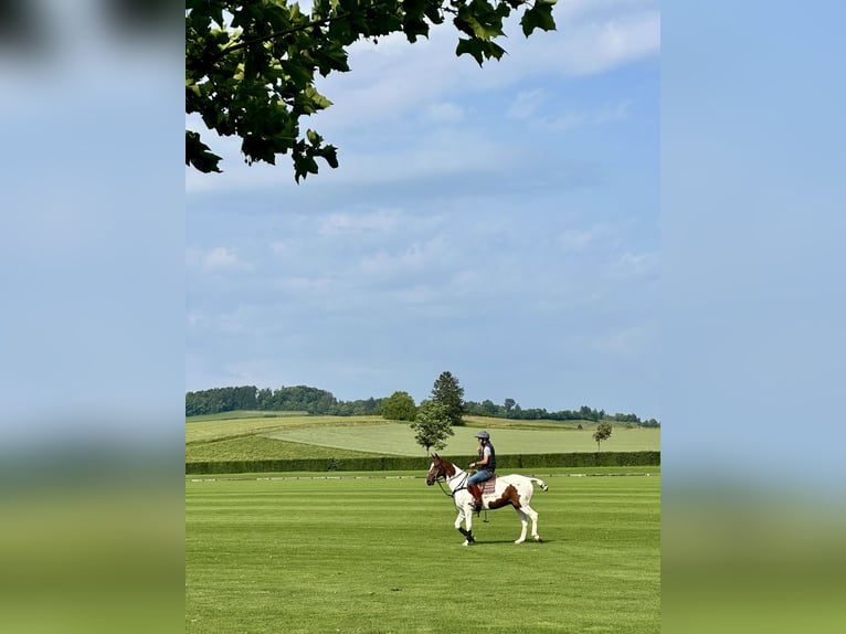 Polo Pony Mix Gelding 13 years 15,1 hh Pinto in Seuzach