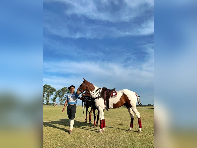 Polo Pony Mix Gelding 13 years 15,1 hh Pinto in Seuzach