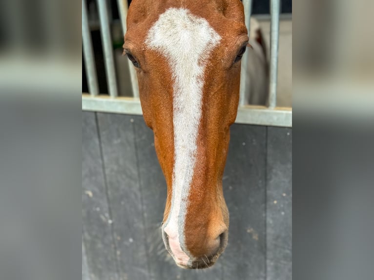 Polo Pony Mix Gelding 13 years 15,1 hh Pinto in Seuzach