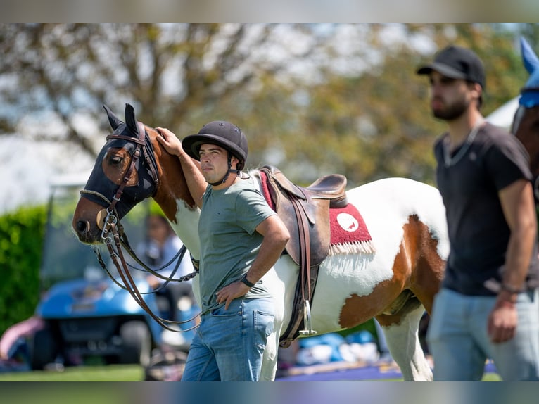 Polo Pony Mix Gelding 13 years 15,1 hh Pinto in Seuzach