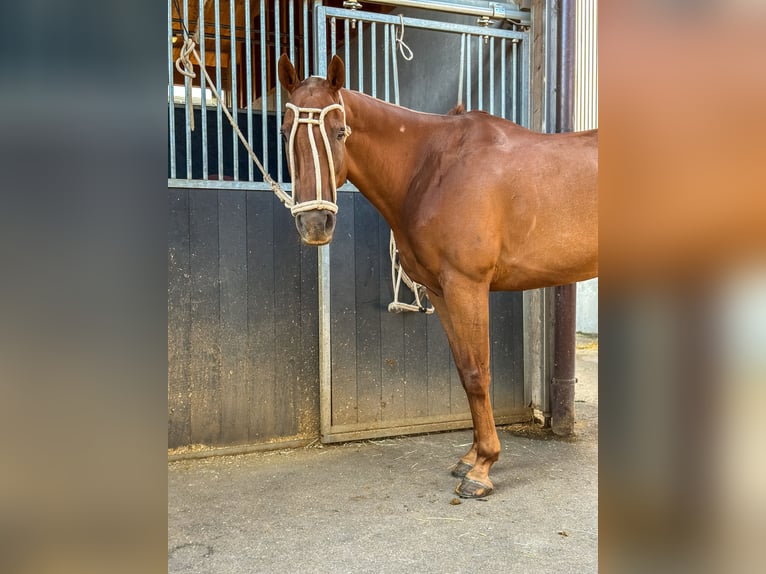 Polo Pony Mix Gelding 14 years 15,2 hh Chestnut-Red in Seuzach