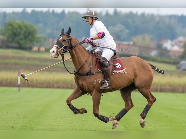 Polo Pony Gelding 15 years Chestnut-Red in Seuzach