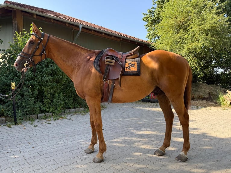 Polo Pony Gelding 20 years 15.2 hh Chestnut-Red in Mainbernheim