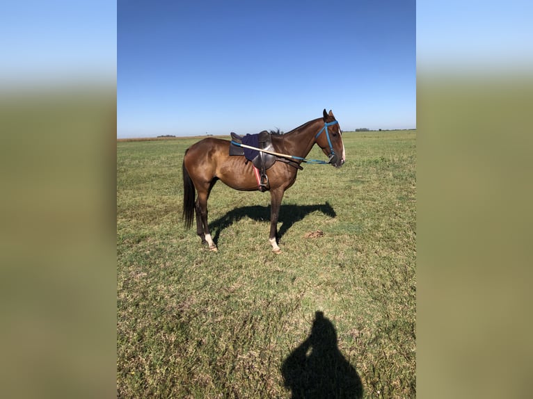 Polo Pony Mix Gelding 5 years 14,3 hh Brown in Flores