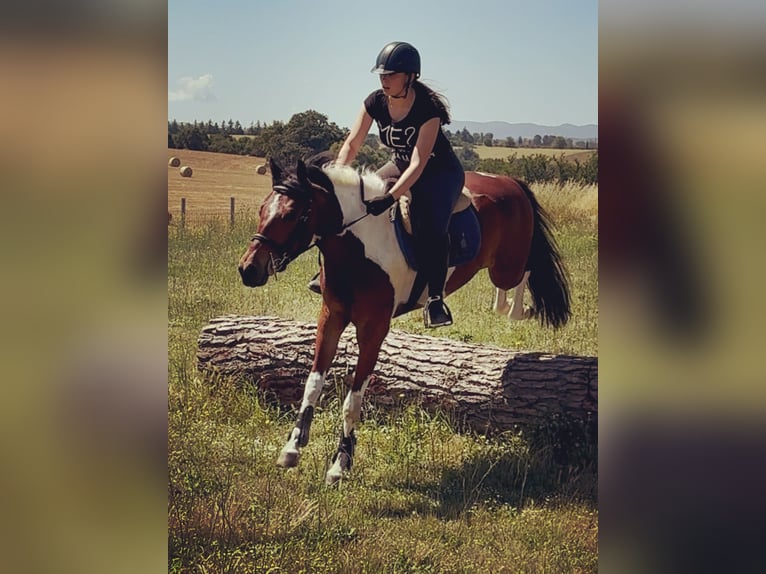Polo Pony Mix Gelding 5 years 14,1 hh Pinto in Orvieto