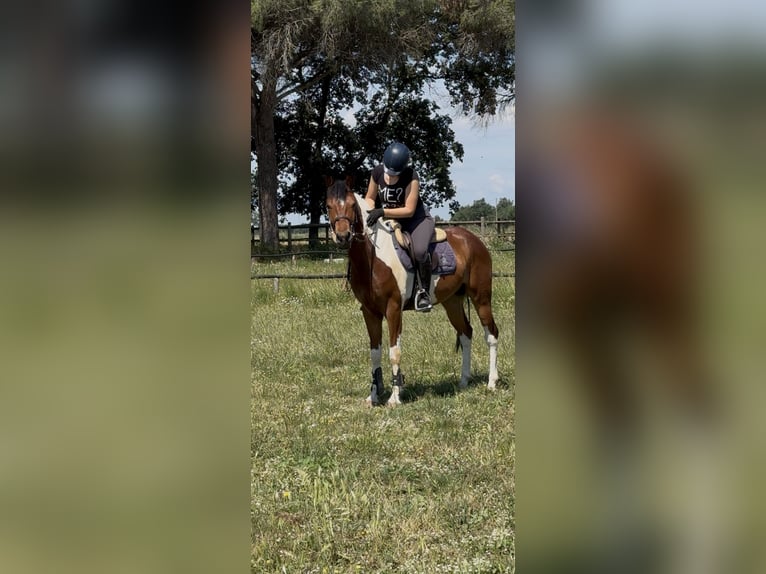 Polo Pony Mix Gelding 5 years 14,1 hh Pinto in Orvieto