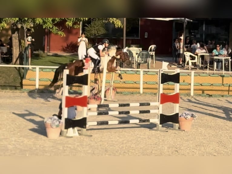 Polo Pony Mix Gelding 5 years 14,1 hh Pinto in Orvieto