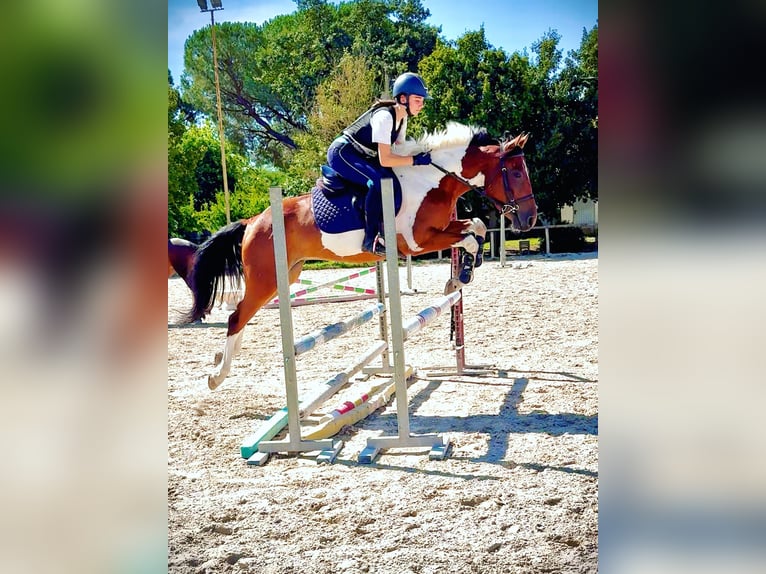 Polo Pony Mix Gelding 5 years 14,1 hh Pinto in Orvieto