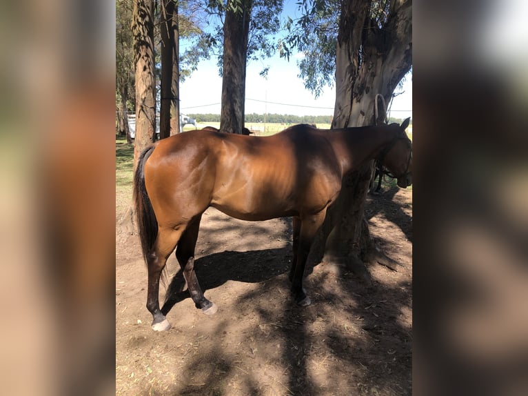 Polo Pony Gelding 6 years 15 hh Brown in Ranchos