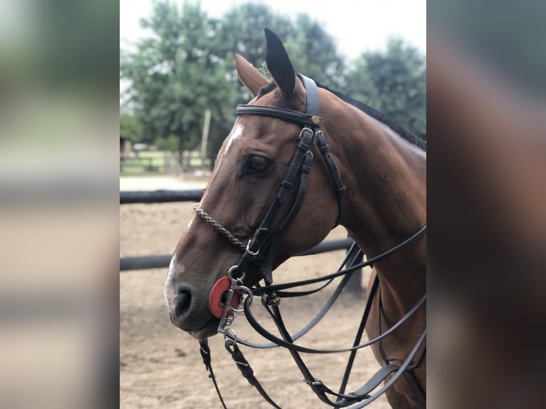 Polo Pony Gelding 7 years 15,1 hh Brown in Mainbernheim