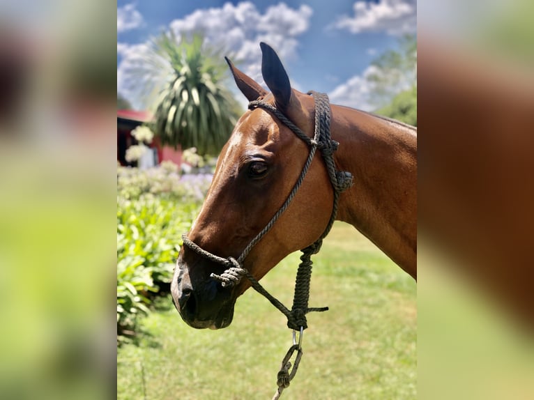 Polo Pony Gelding 7 years 15,1 hh Brown in Mainbernheim