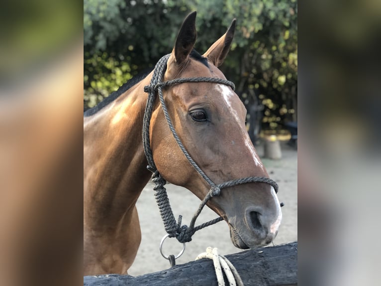 Polo Pony Gelding 7 years 15,1 hh Brown in Mainbernheim