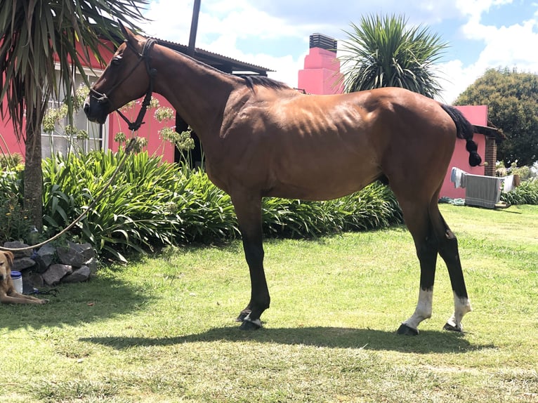 Polo Pony Gelding 7 years 15,1 hh Brown in Mainbernheim