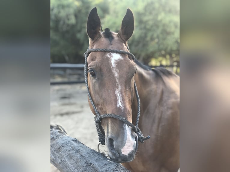 Polo Pony Gelding 7 years 15,1 hh Brown in Mainbernheim