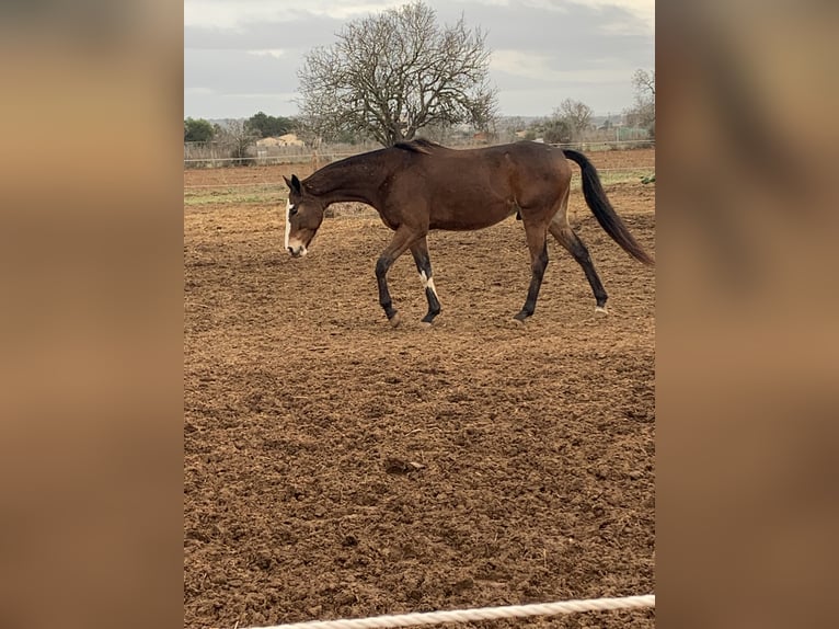 Polo Pony Mix Gelding 7 years 16,1 hh Bay in Campos