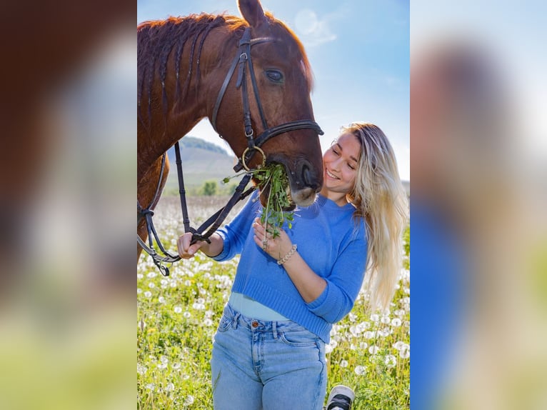 Polo Pony Mix Gelding 8 years 14,2 hh Chestnut-Red in Iphofen