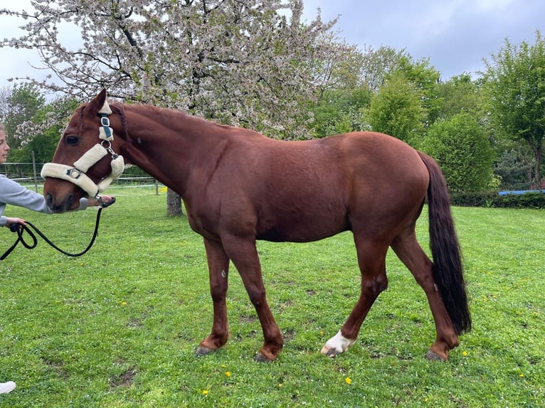Polo Pony Mix Gelding 8 years 14,2 hh Chestnut-Red in Iphofen