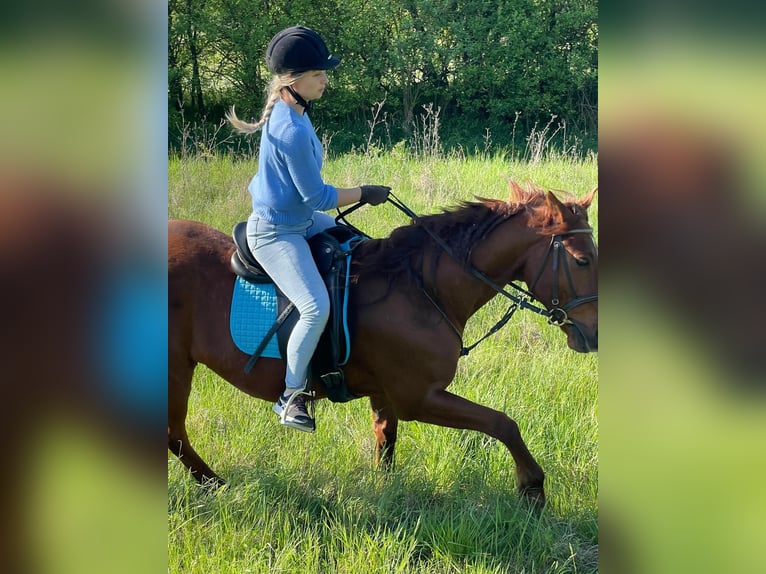 Polo Pony Mix Gelding 8 years 14,2 hh Chestnut-Red in Iphofen