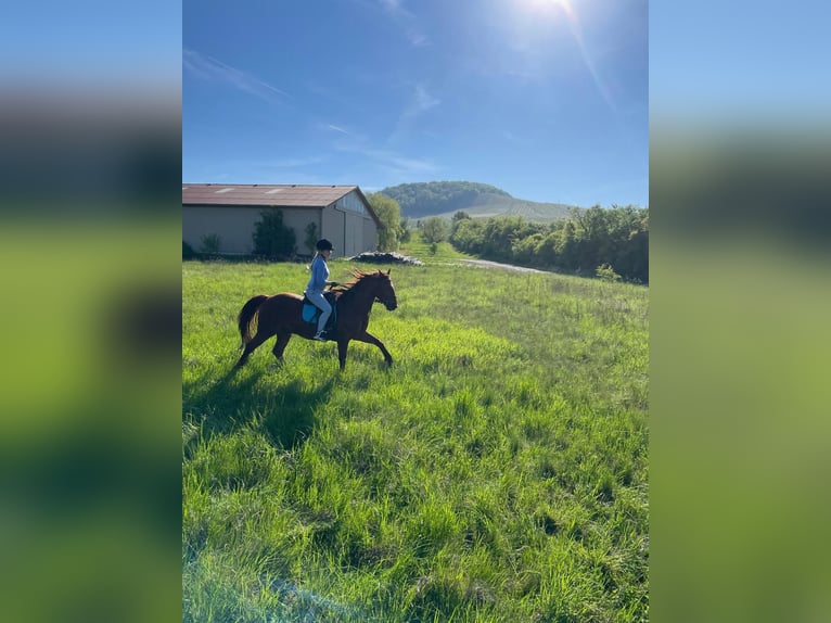 Polo Pony Mix Gelding 8 years 14,2 hh Chestnut-Red in Iphofen
